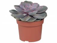 Cactus o Succulente , prezzo 2,99 &#8364; per Al vaso 
- ...