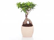 Bonsai Ficus Ginseng , prezzo 14,99 &#8364; per Al vaso ...
