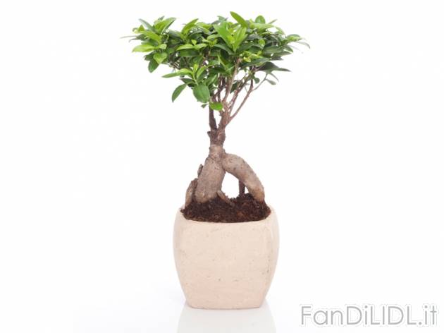 Bonsai Ficus Ginseng , prezzo 14,99 &#8364; per Al vaso 
- Vaso in ceramica ...