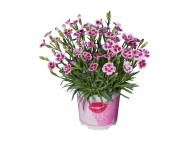 Dianthus Pink Kisses , prezzo 1.99 EUR