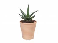 Cactus , prezzo 2,99 &#8364; per Al vaso 
- Vaso in terracotta ...