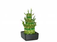 Lucky Bamboo , prezzo 4,99 &#8364; 
- Vaso in ceramica ...