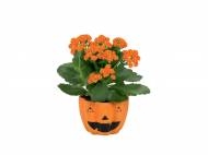 Piantine fiorite in vaso di Halloween , prezzo 2,99 &#8364; ...