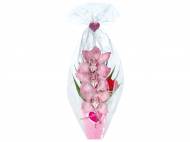 Orchidea 3 fiori , prezzo 4,99 &#8364; per Al vaso 
- In ...