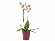 Phalaenopsis , prezzo 9,99 &#8364; per Al vaso 
- 2 steli
- ...