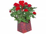 Rose in confezione regalo , prezzo 3,99 &#8364; per Alla ...
