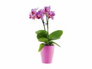 Mini Phalaenopsis , prezzo 4.99 &#8364; per Al vaso 
- Vaso ...