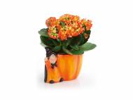 Kalanchoe in vaso di Halloween , prezzo 2.99 &#8364; per ...