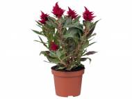 Celosia