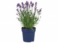 Lavanda , prezzo 2,99 &#8364; per Al vaso 
- Vaso &#216; ...