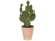 Cactus , prezzo 2,99 &#8364; per Al vaso 
- Vaso in terracotta ...