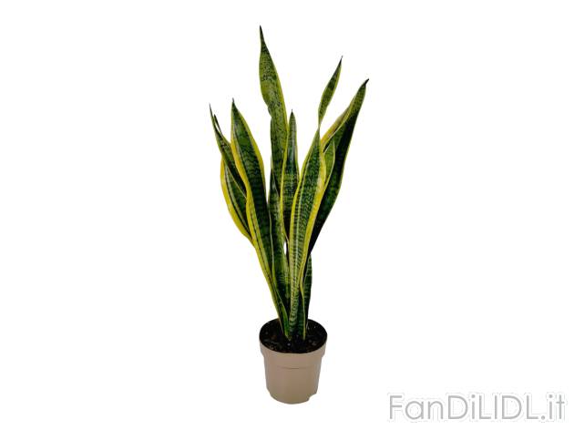 Sanseveria , prezzo 7.99 EUR