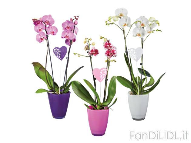 Phalaenopsis 2 steli , prezzo 13.99 EUR