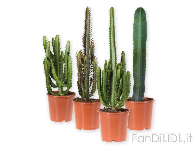 Cactus , prezzo 12.99 EUR