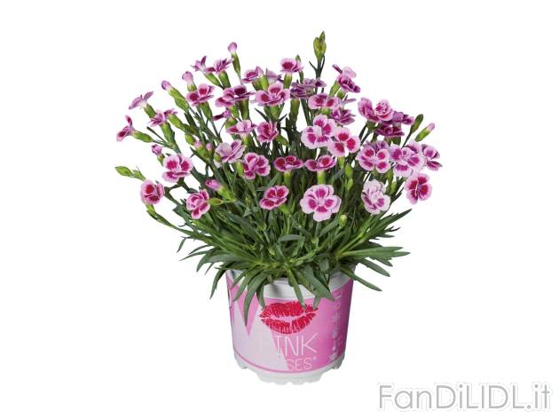 Dianthus Pink Kisses , prezzo 1.99 EUR