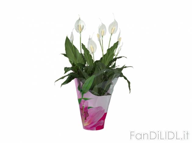 Piante fiorite in confezione regalo , prezzo 7,99 &#8364; per Al vaso 
- Vaso ...
