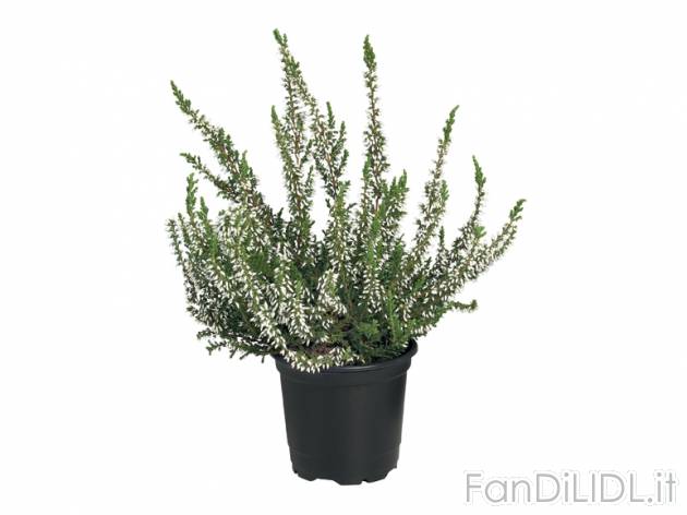 Calluna Vulgaris , prezzo 0,99 &#8364; per Al vaso 
- Vaso &Oslash; 9 cm ...