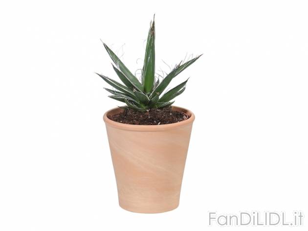 Cactus , prezzo 2,99 &#8364; per Al vaso 
- Vaso in terracotta &Oslash; ...