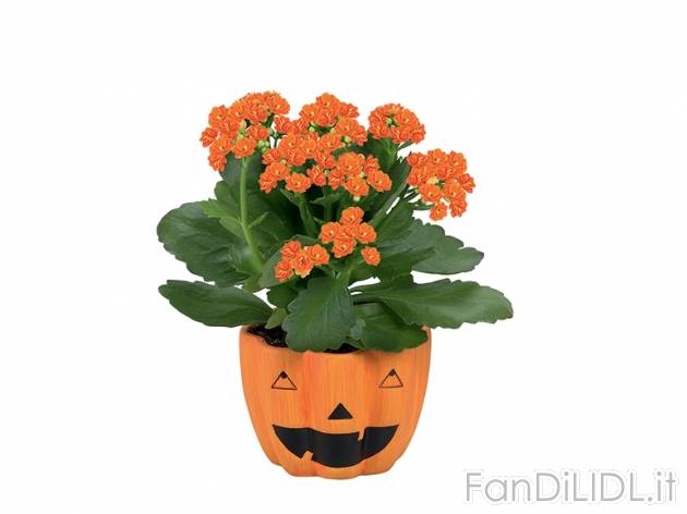 Piantine fiorite in vaso di Halloween , prezzo 2,99 &#8364; per Al vaso 
- Vaso ...