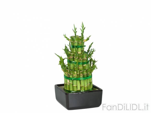 Lucky Bamboo , prezzo 4,99 &#8364; 
- Vaso in ceramica diametro 12 cm
- Annaffiare ...
