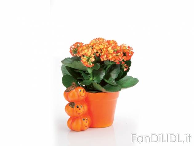 Kalanchoe in vaso di Halloween , prezzo 2,99 &#8364; per Al vaso 
- Vaso in ...