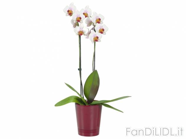 Phalaenopsis , prezzo 9,99 &#8364; per Al vaso 
- 2 steli
- In vaso di ceramica ...