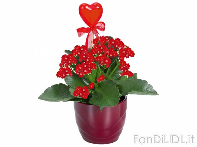 Rose o Kalanchoe , prezzo 3,99 &#8364; per Al vaso 
- Vaso in ceramica &#216; ...