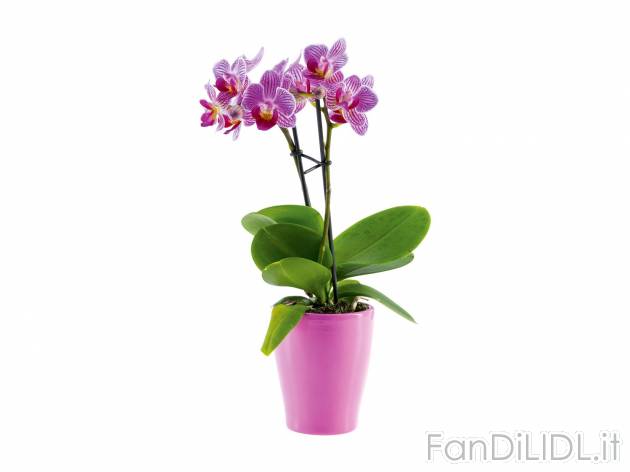 Mini Phalaenopsis , prezzo 4.99 &#8364; per Al vaso 
- Vaso in ceramica &Oslash; ...