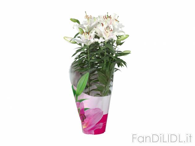 Piantine fiorite in confezione decorata , prezzo 7.99 &#8364; per Al vaso 
- ...