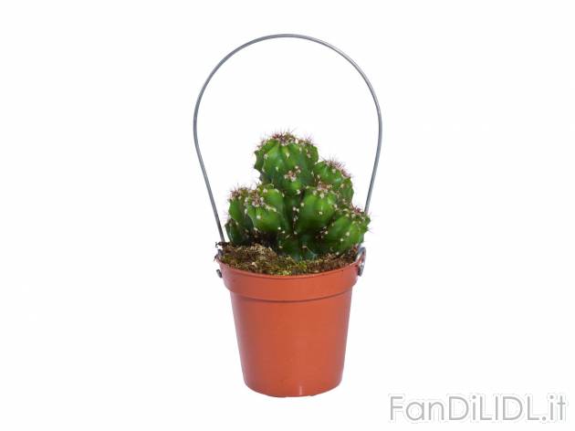 Mini Cactus , prezzo 1.19 &#8364; per Al vaso 
- Vaso &Oslash; 5,5 cm
- ...