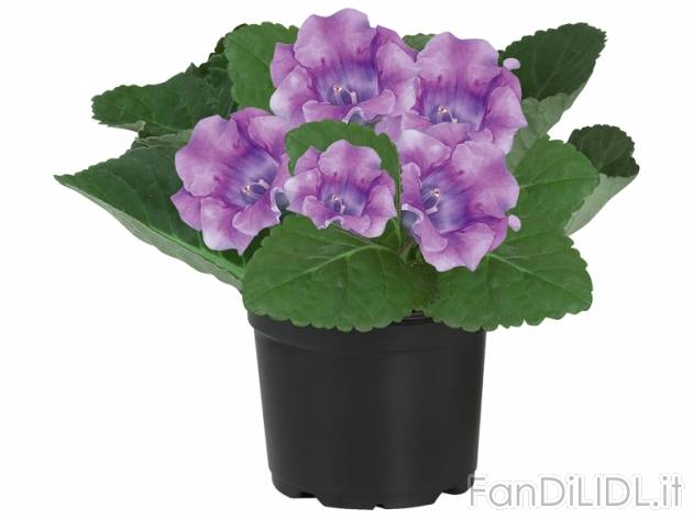 Gloxinia , prezzo 2,29 &#8364; per Al vaso 
- Vaso &oslash; 12 cm
- Annaffiare ...