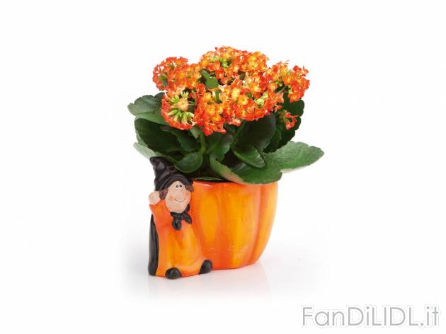 Kalanchoe in vaso di Halloween , prezzo 2.99 &#8364; per Al vaso 
- Vaso in ...