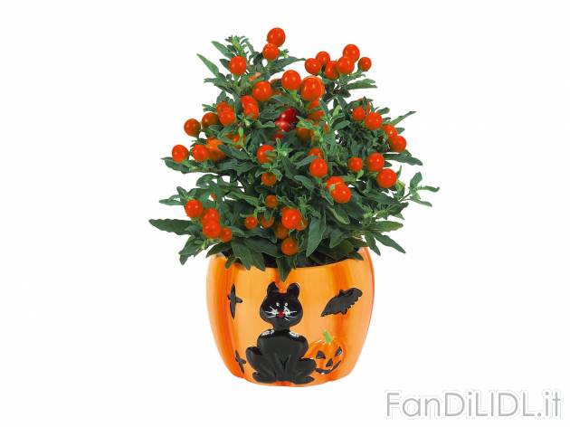 Piantine fiorite in vaso di Halloween , prezzo 2.99 &#8364; per Al vaso 
- Vaso ...
