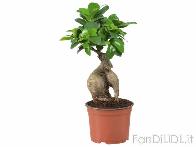 Ficus Ginseng o Pachira , prezzo 4,99 &#8364; per Al vaso 
- Vaso &#248; ...