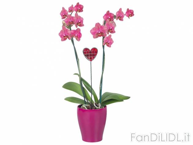 Orchidee in vaso di ceramica , prezzo 9,99 &#8364; per Al vaso 
- Vaso in ceramica ...