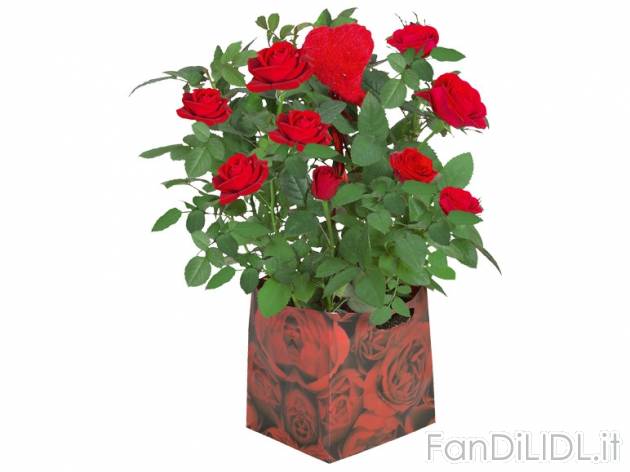 Rose in confezione decorata , prezzo 3,99 &#8364; per Alla confezione 
- Vaso ...