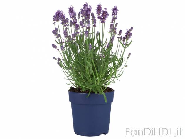 Lavanda , prezzo 2,49 &#8364; per Al vaso 
- Vaso &Oslash; 11,8 cm
- Annaffiare ...