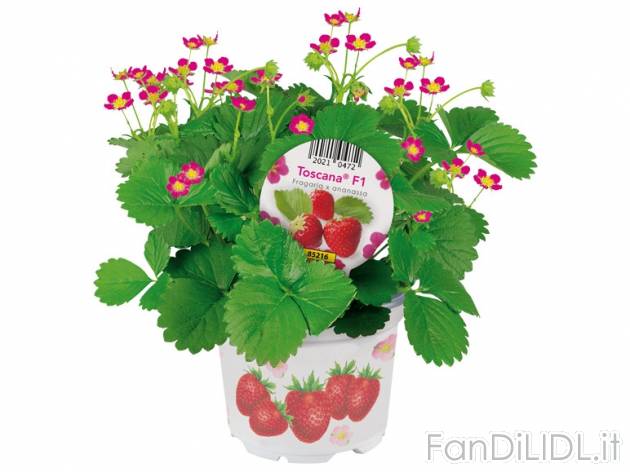 Piantine di fragole , prezzo 1,49 &#8364; per Al vaso 
- Vaso &Oslash; 10,5 ...