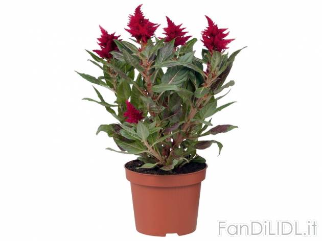 Celosia , prezzo 1,99 &#8364; per Al vaso 
- Vaso &#216; 11,5 cm 
- Annaffiare ...