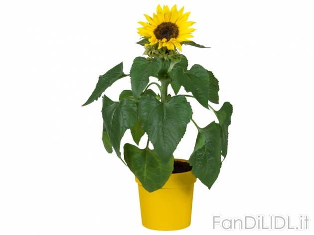 Girasole , prezzo 1,99 &#8364; per Al vaso 
- Vaso &#216; 12 cm 
- Annaffiare ...