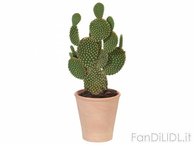 Cactus , prezzo 2,99 &#8364; per Al vaso 
- Vaso in terracotta &#216; 12 ...