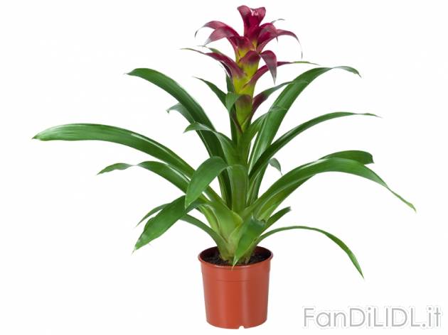 Vriesea or Guzmania , prezzo 3,99 &#8364; per Al vaso 
- Vaso &#216; 13 ...