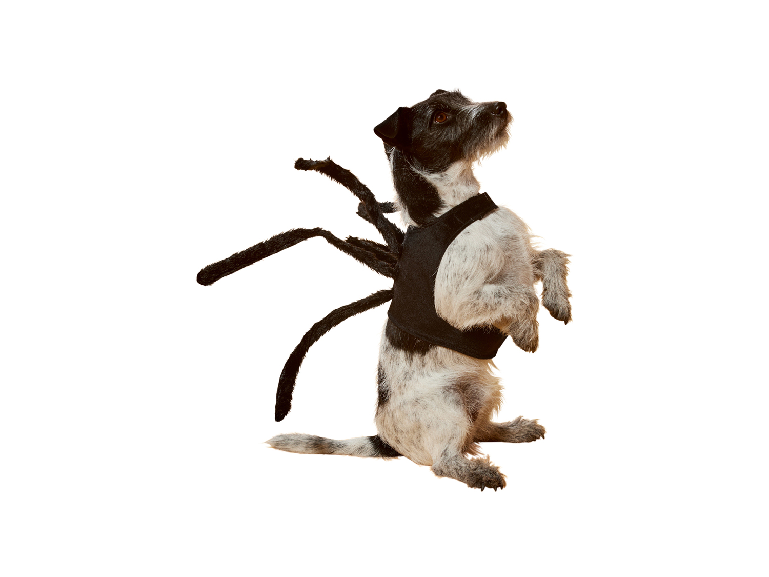 Costume di Halloween per cani Sgs_tuv_saar, prezzo 6.99 &#8364; 
Misure: XS-L
Caratteristiche
 ...