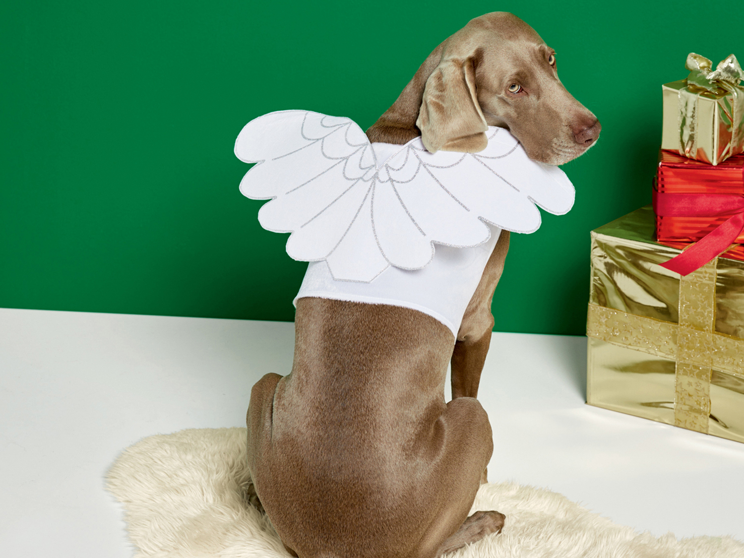 Costume natalizio per cani , prezzo 4.99 &#8364;  
Misure: XS - L